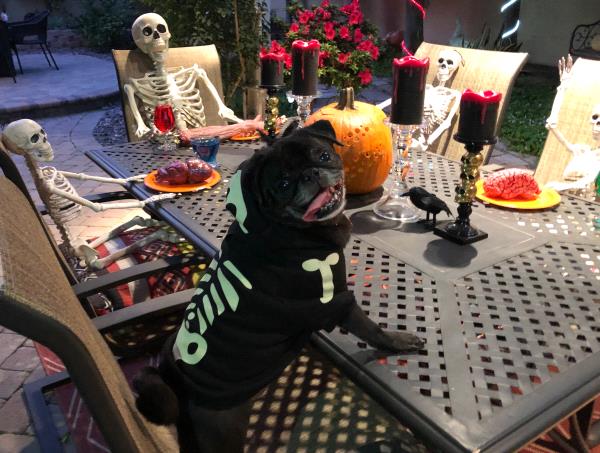 /images/uploads/pug nation rescue of los angeles/pugnation2020/entries/11100thumb.jpg